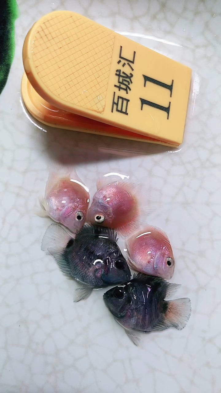 鹦鹉鱼6666666666666666