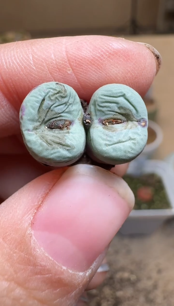 【闪购商品】1/24-228