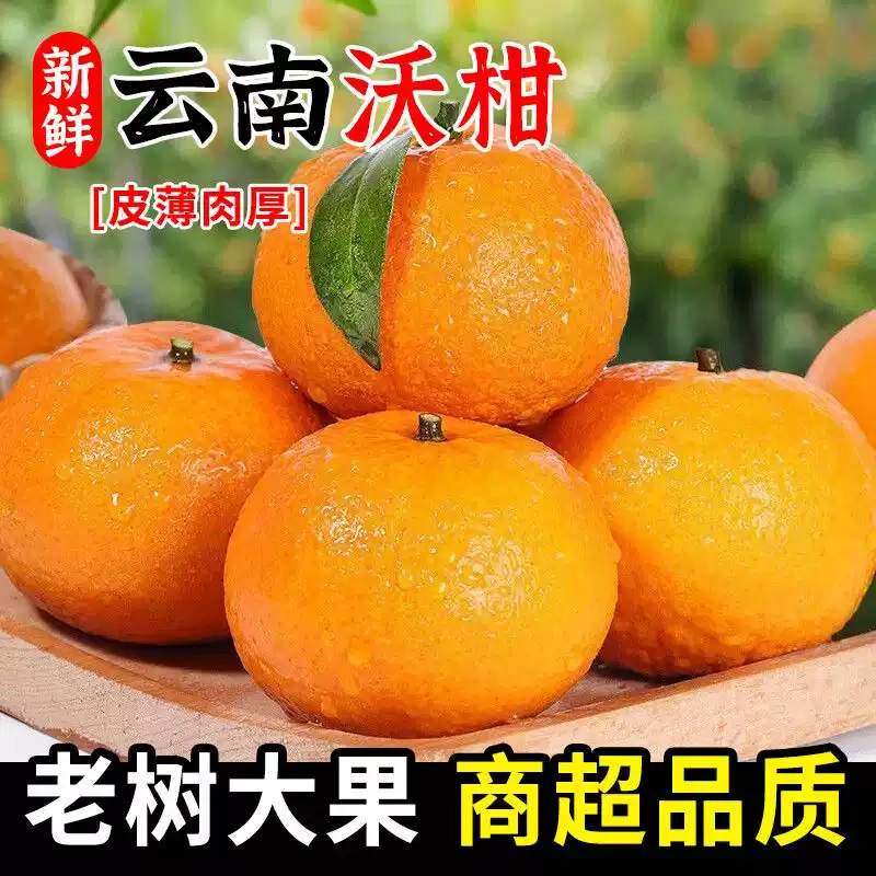 果园现摘 云南大理沃柑当季高海拔老树新鲜沃柑水果 坏果包赔