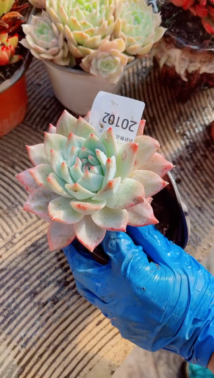 正*意跃跃精品多肉20102