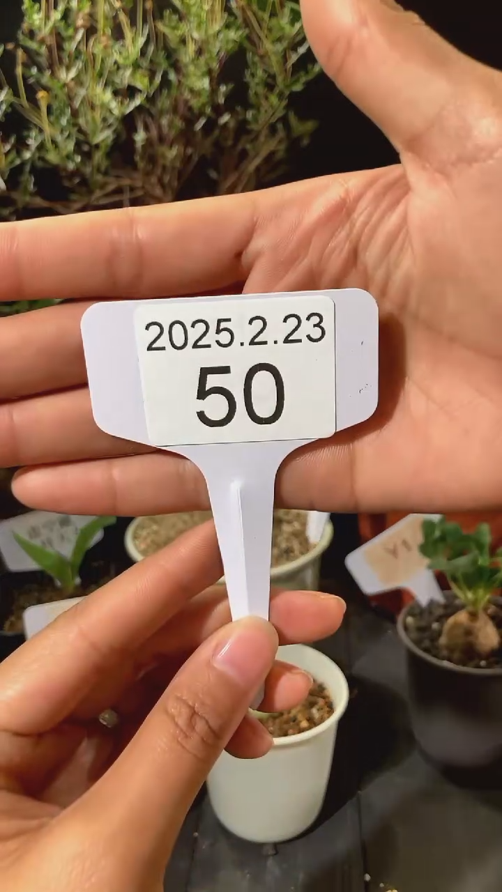 【闪购商品】红桃皇后2.23.50