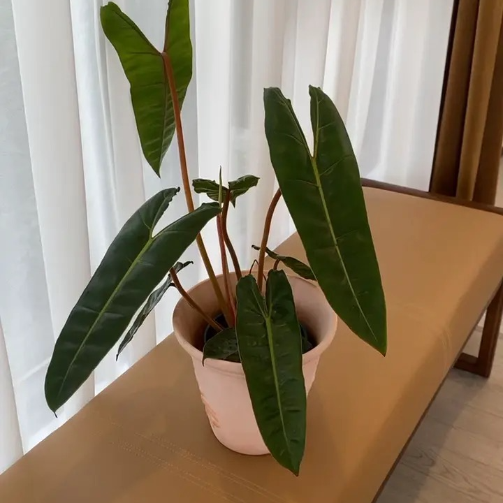 橙柄蔓绿绒室内观叶盆栽客厅四季常绿耐阴好养绿植绿植盆栽