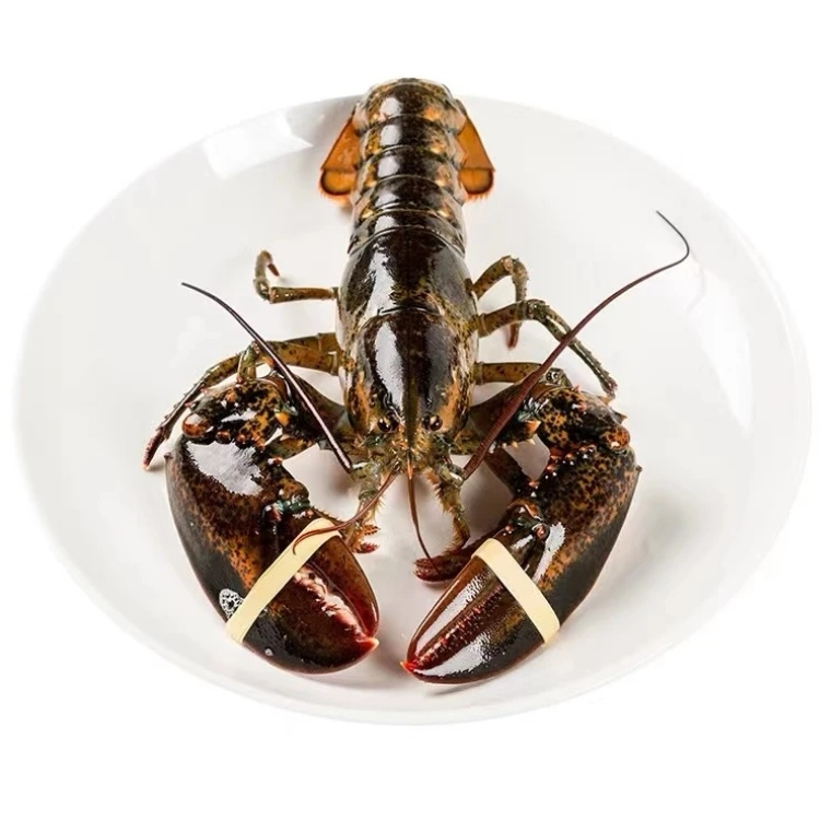 出水断痒波士顿龙虾0.8-1斤