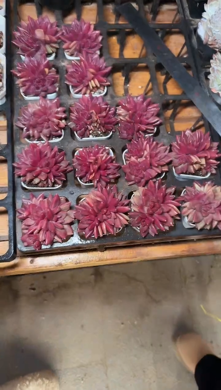 50#3-4头迷雾泡泡（4-7cm）带盆土