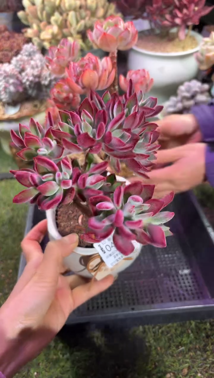 【闪购商品】04655脱土带盆