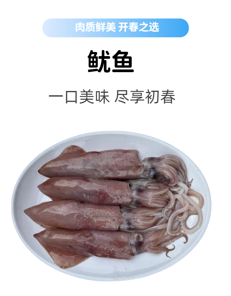 新鲜海捕鲜活肉质饱满弹牙营养丰富帮处理家常做法鲜美鱿鱼