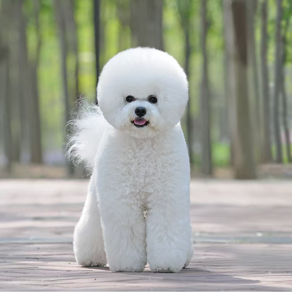 T（宠物繁育帅帅）狗狗活体