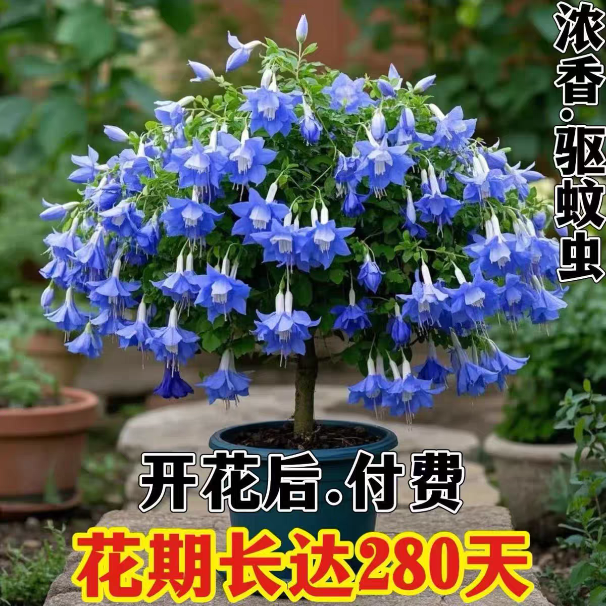 倒挂金钟灯笼花盆栽室内阳台庭院耐寒热喜阳四季开花七彩花易爆盆