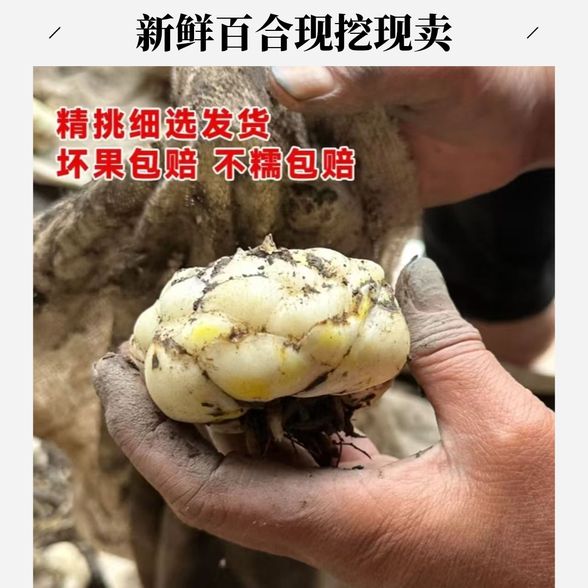 2025当季云南腾冲新鲜火山灰种植食用百合甜百合现挖现发航空包邮