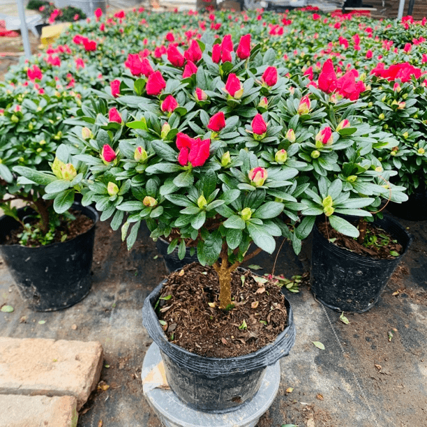 十年老桩四季开花带花苞的杜鹃花盆栽室内外好养耐寒耐热