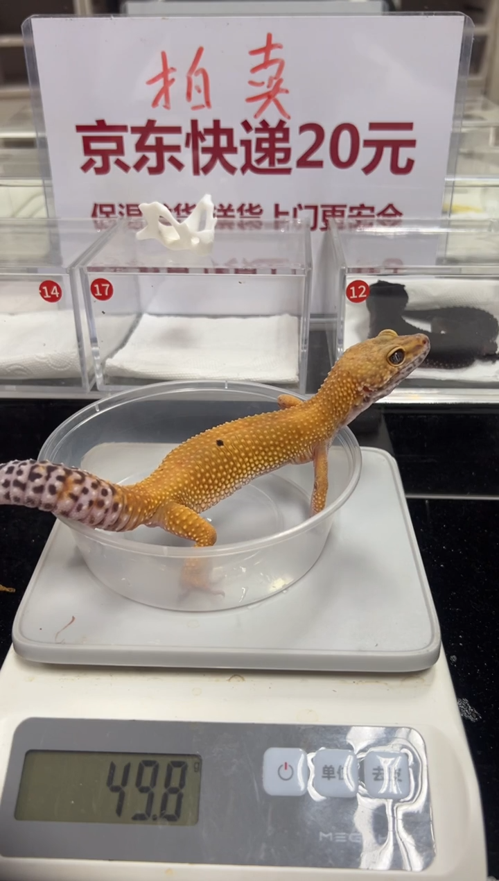 豹纹守宫00000000