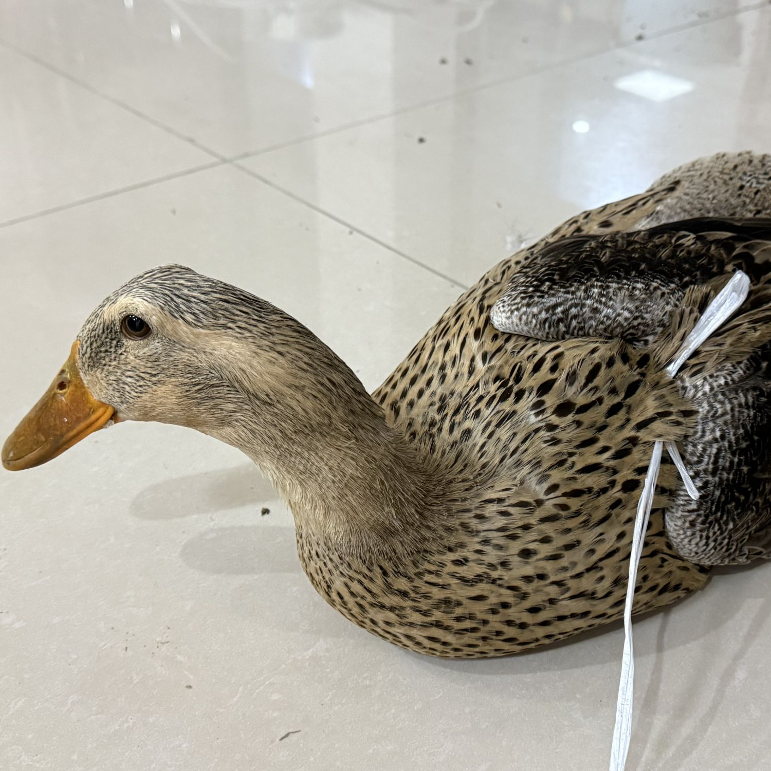 （书记助农） 麻鸭