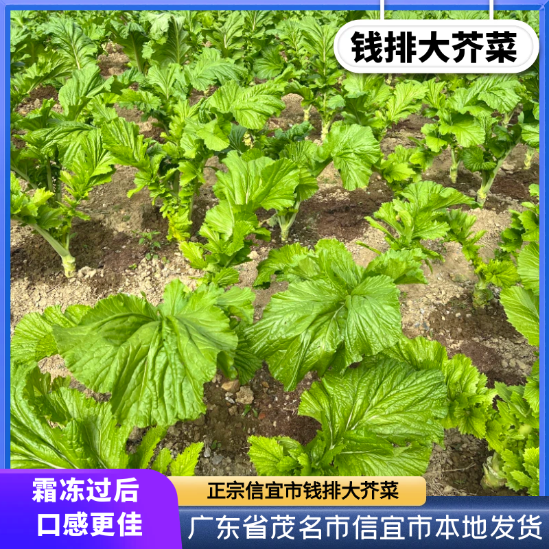 【菜米】正宗钱排大芥菜大青菜广东信宜市钱排镇发货