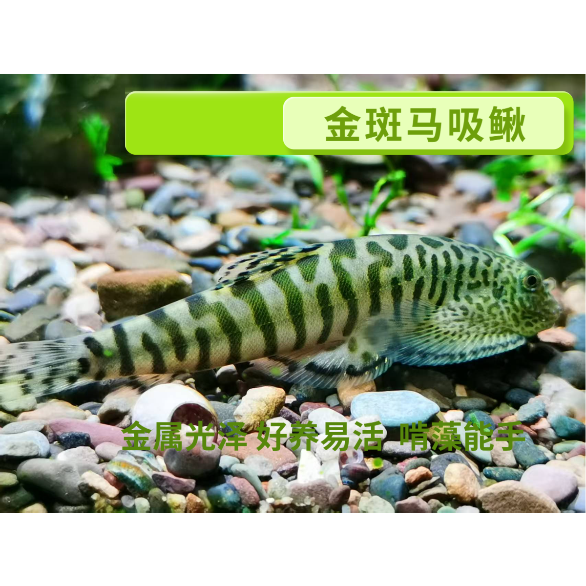 金斑马条斑爬岩鳅云南啃藻擦鱼缸玻璃条纹好看冷水中华琵琶鱼