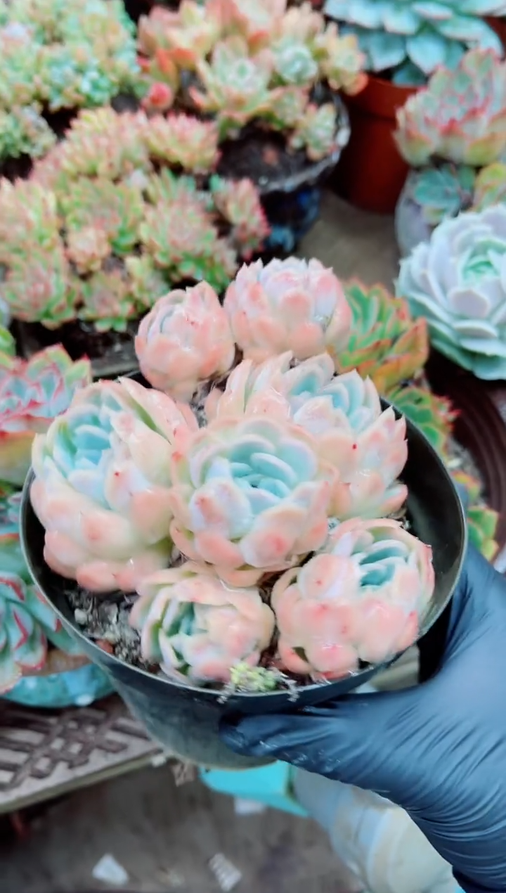 ^****^10004多肉植物一物一拍