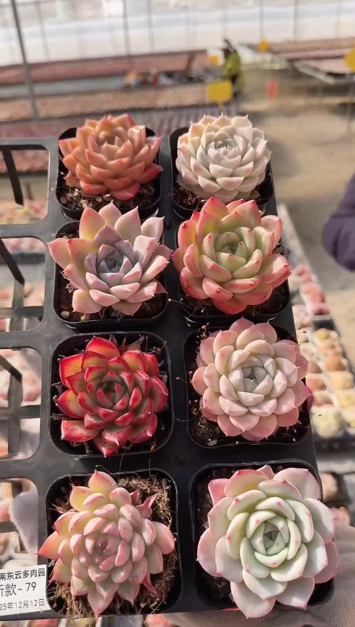 东云多肉园新款-79
