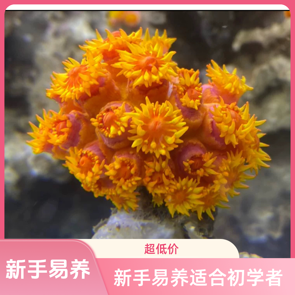 海缸太阳花珊瑚鲜活海缸珊瑚活体造景海水珊瑚新手易养珊瑚活体