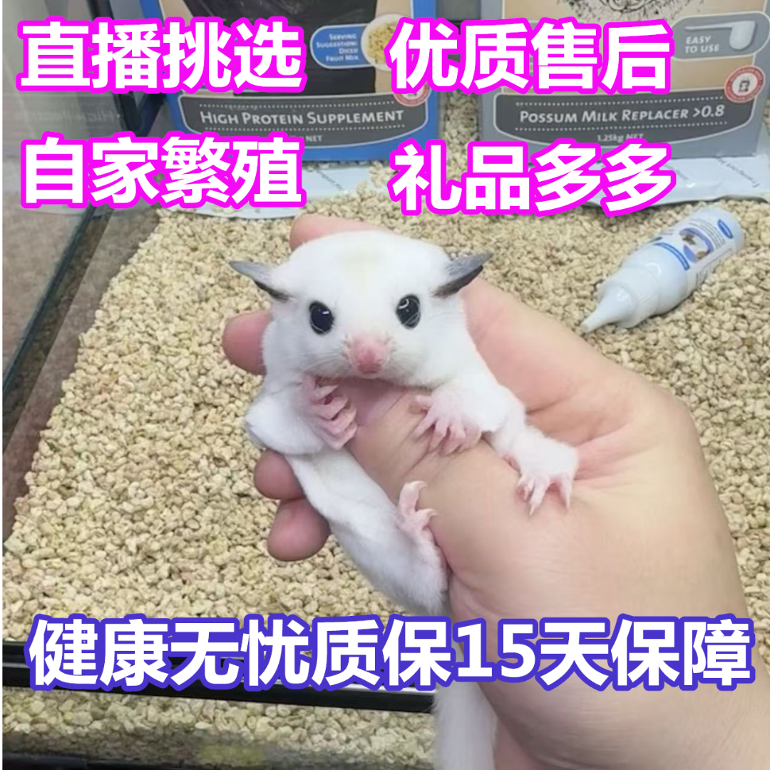 澳洲蜜袋鼯幼崽出售网红蜜袋鼯活宠蜜袋鼬小幼崽纯白母鼯活宠白脸