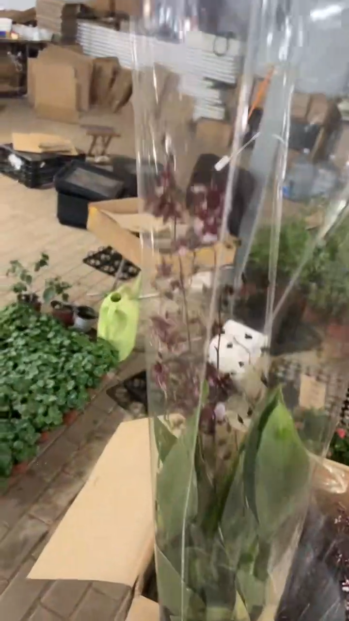 完全开放两单包邮。巧克力文心兰