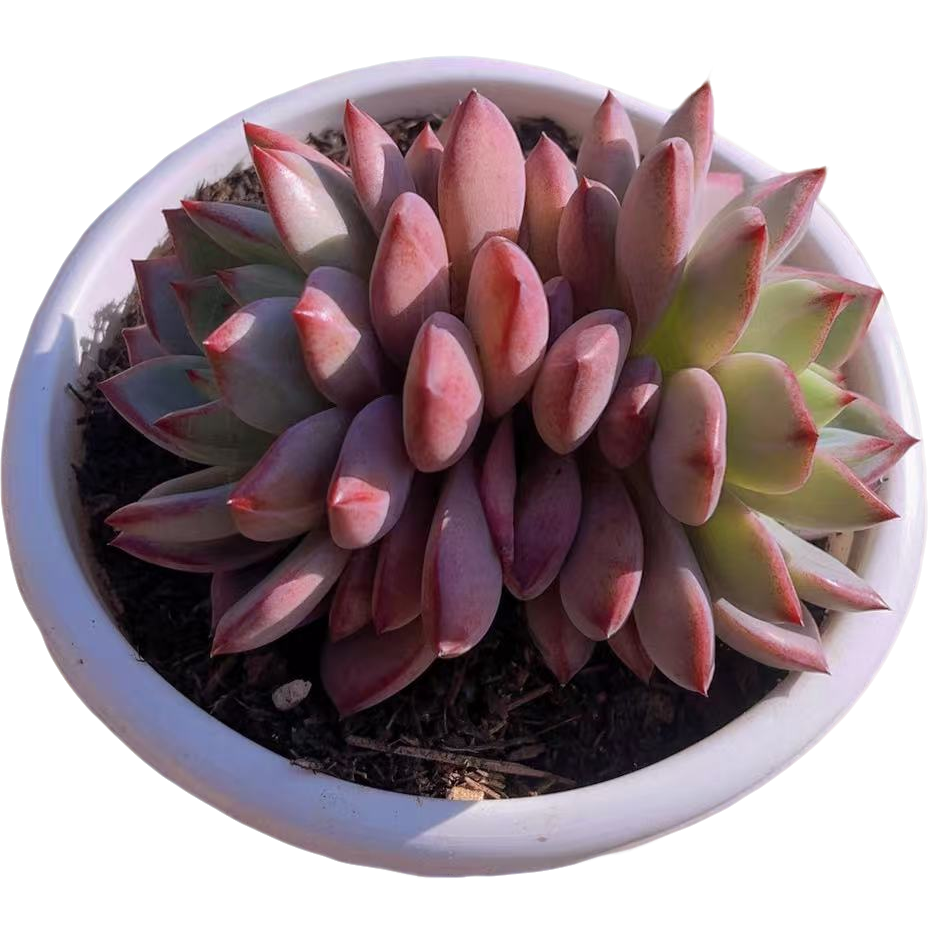 小星崽 双头夜魔侠【满19包邮】