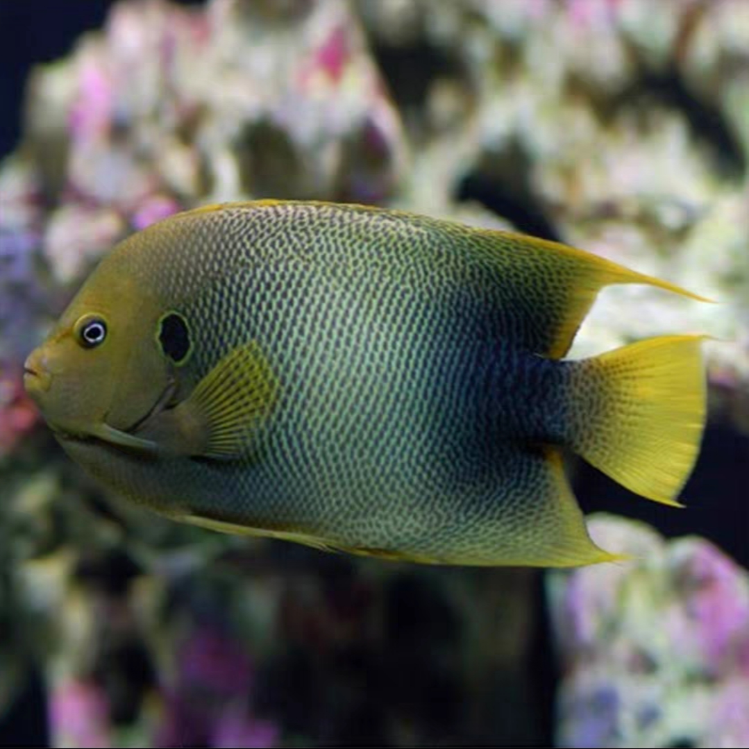 西非仙成体海水鱼售后需拍开箱视频（免包装费）