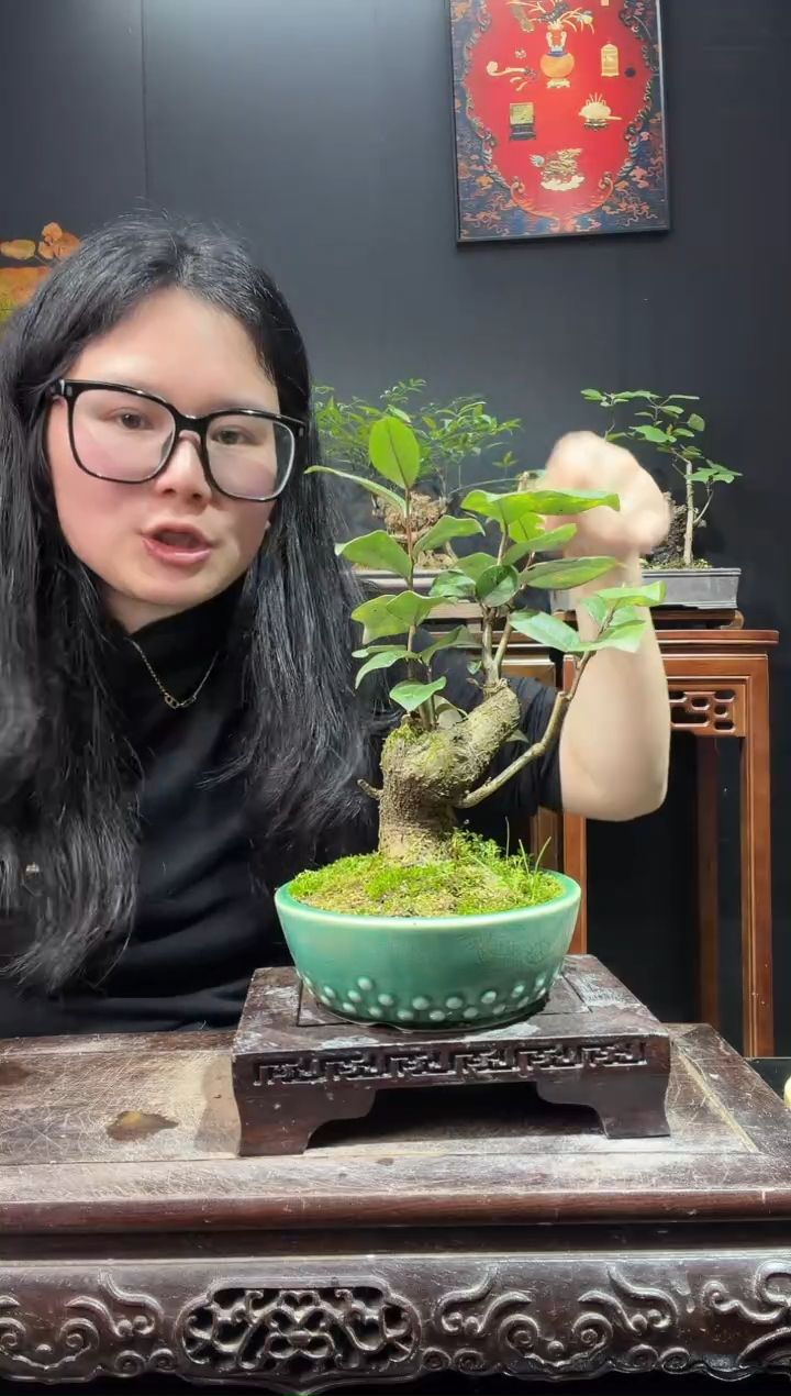 完全开放胡颓子，羊奶果