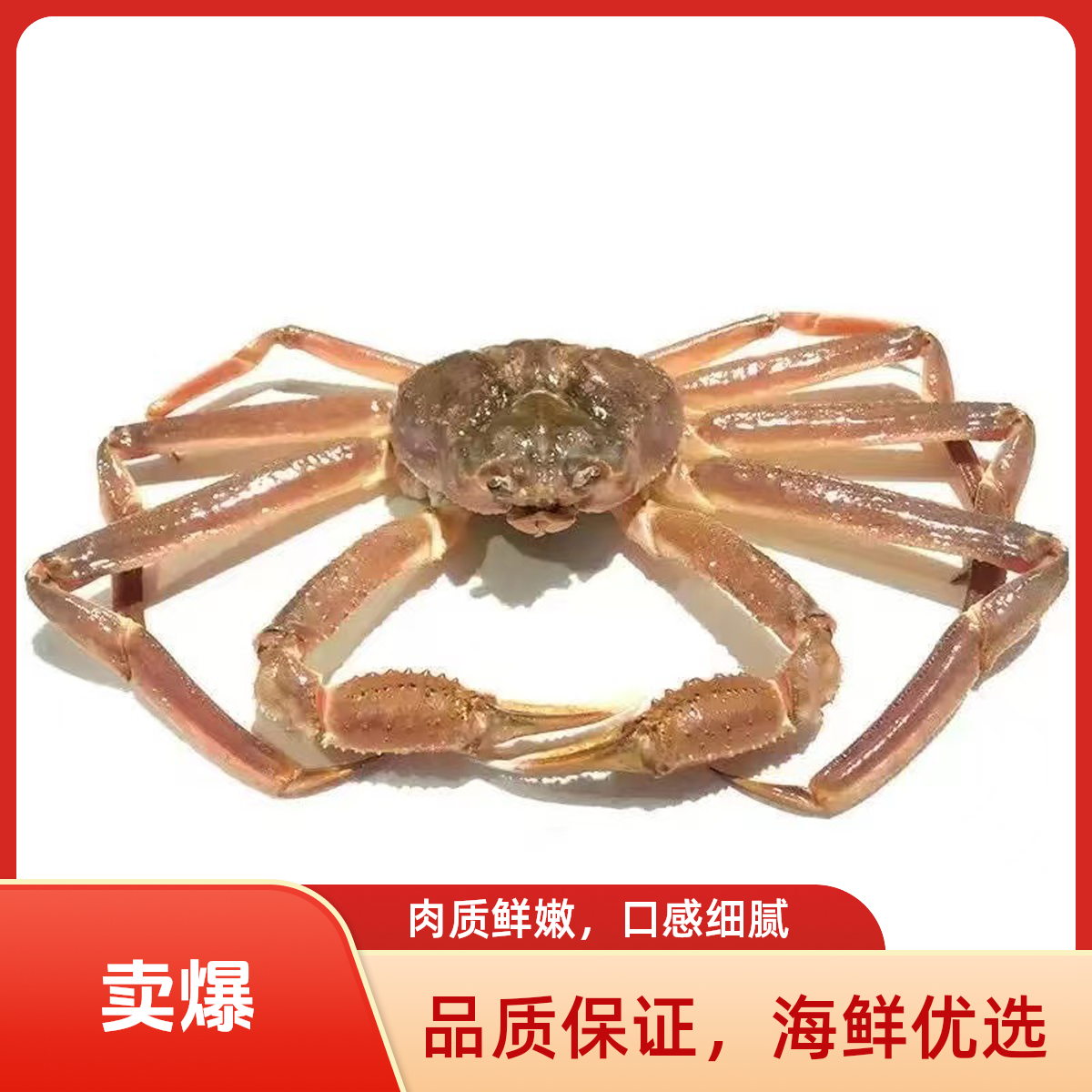 冰鲜松叶蟹长脚蟹生冻雪蟹板蟹顺丰包邮