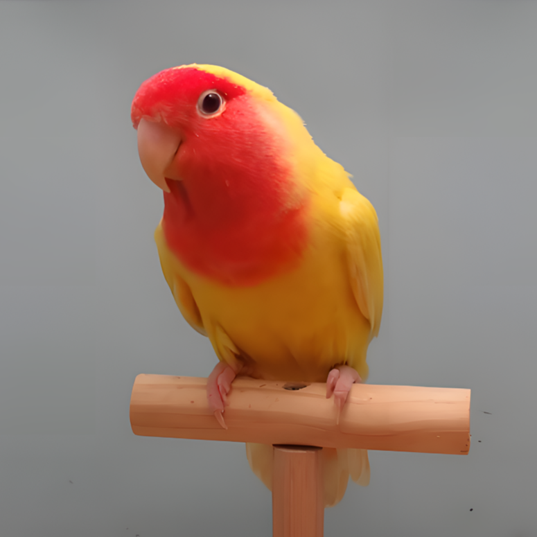 牡丹鹦鹉多色可选多品种自由搭配直播间挑选现货