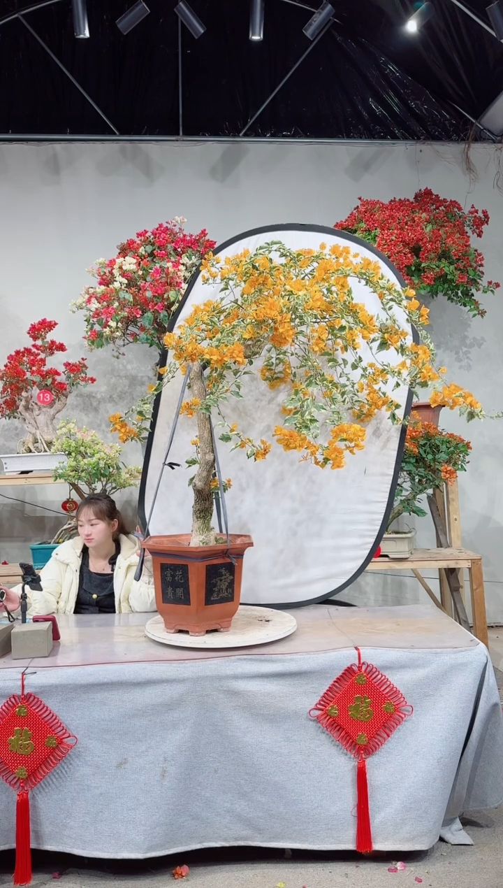 【闪购商品】盆景黎明三角洲