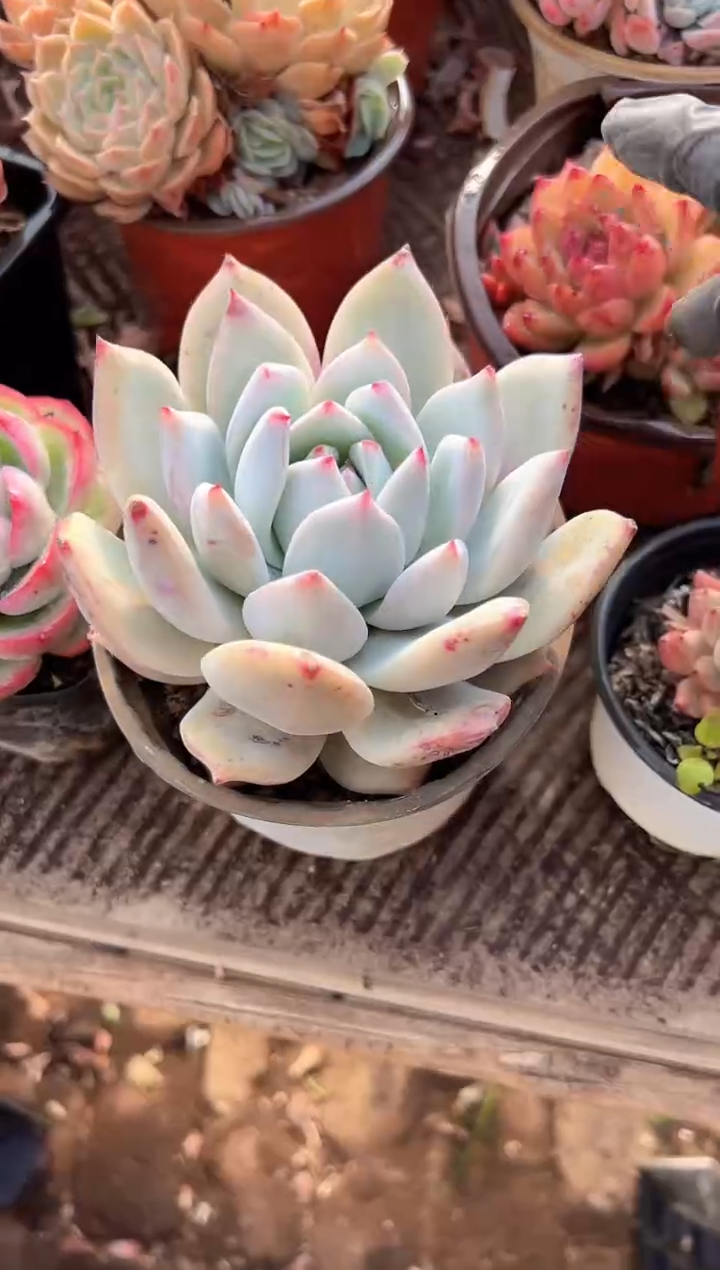 糖**?多肉植物一物一拍01217