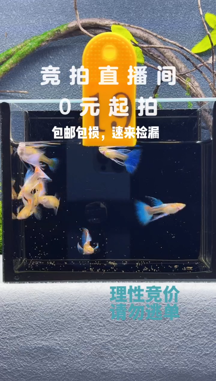 孔雀鱼蓝白长公一组编号19