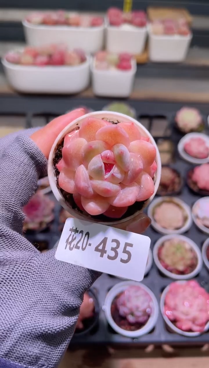 【闪购商品】20-435冰娃娃