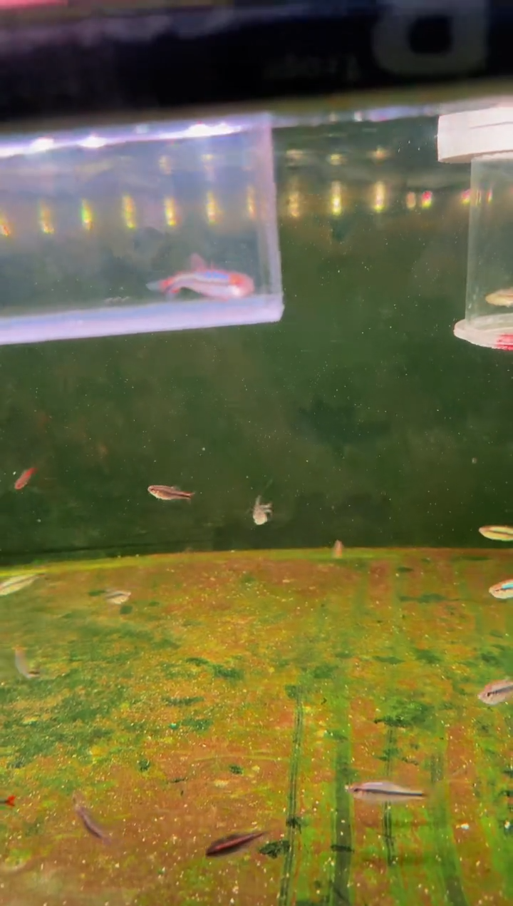 灯科鱼新流域缎带*1