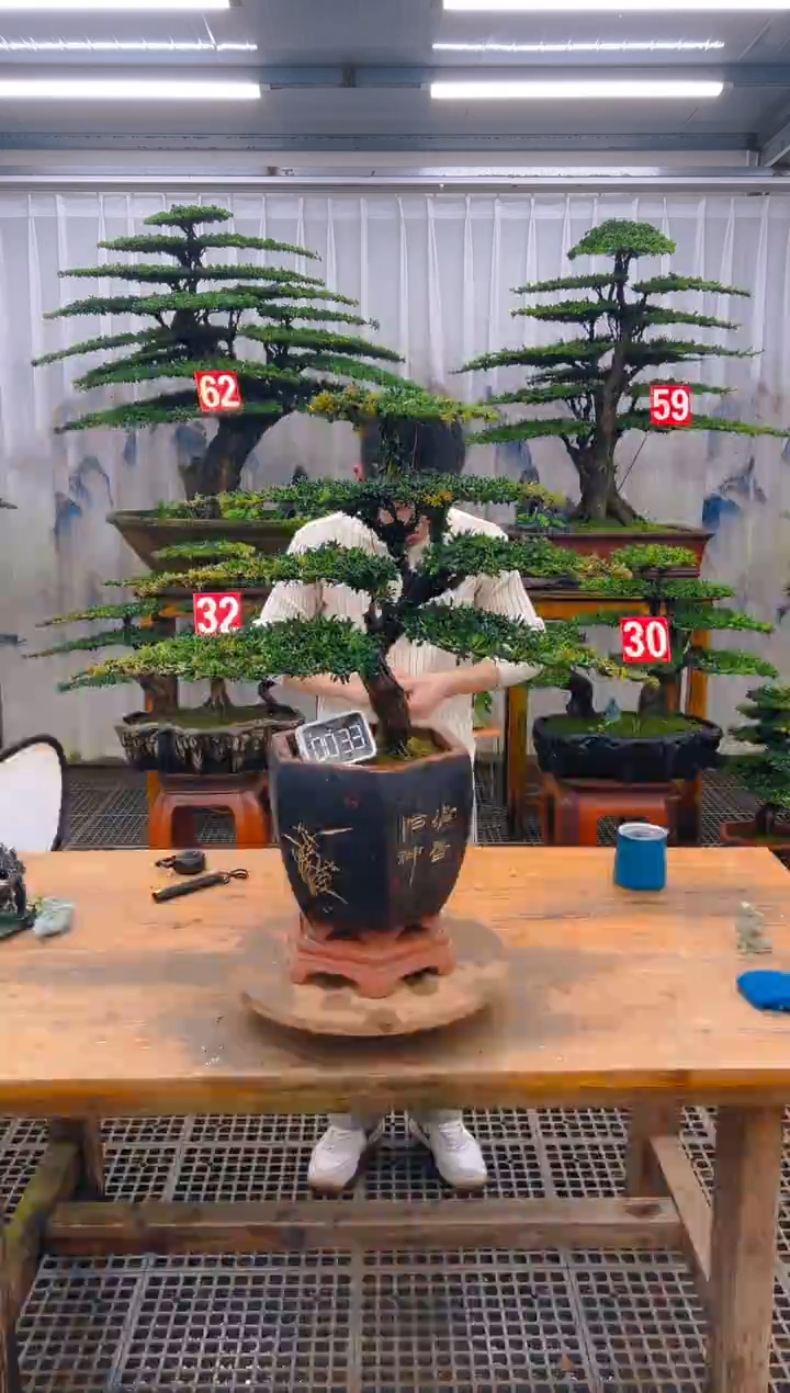 无花朵精品盆景直播间一物一拍