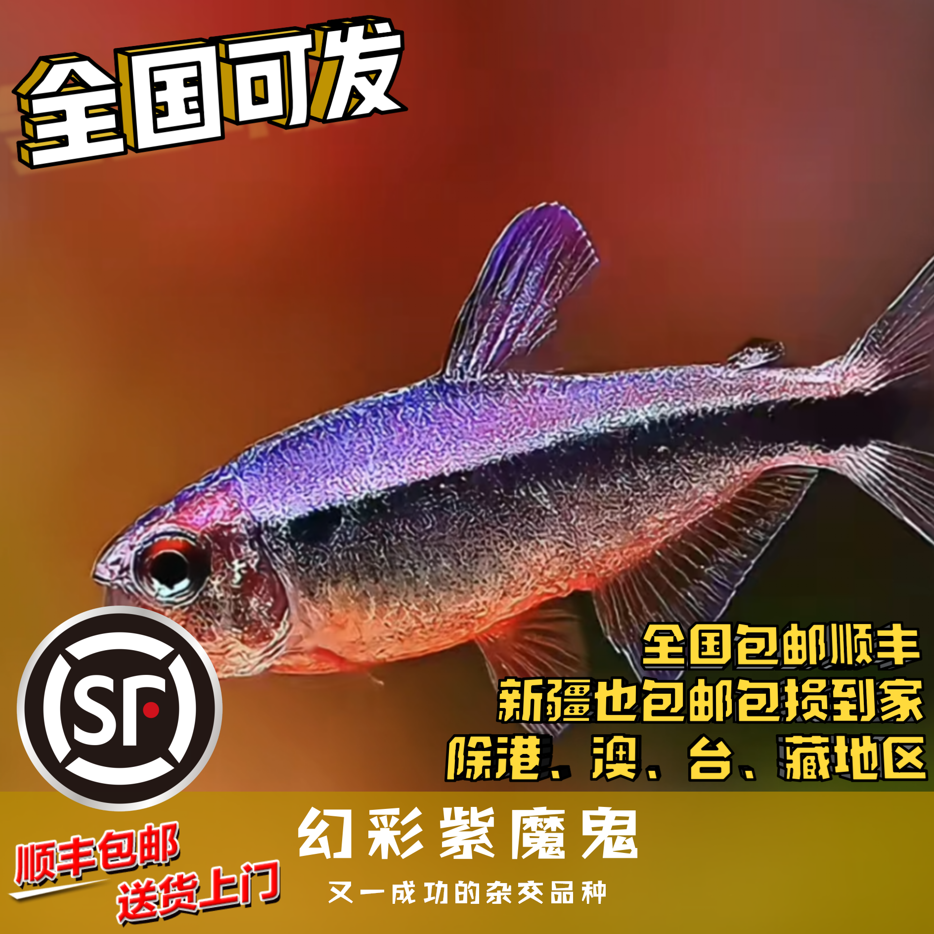 Boo小鱼 幻彩紫魔鬼 偏远地区任意三单包顺丰空运