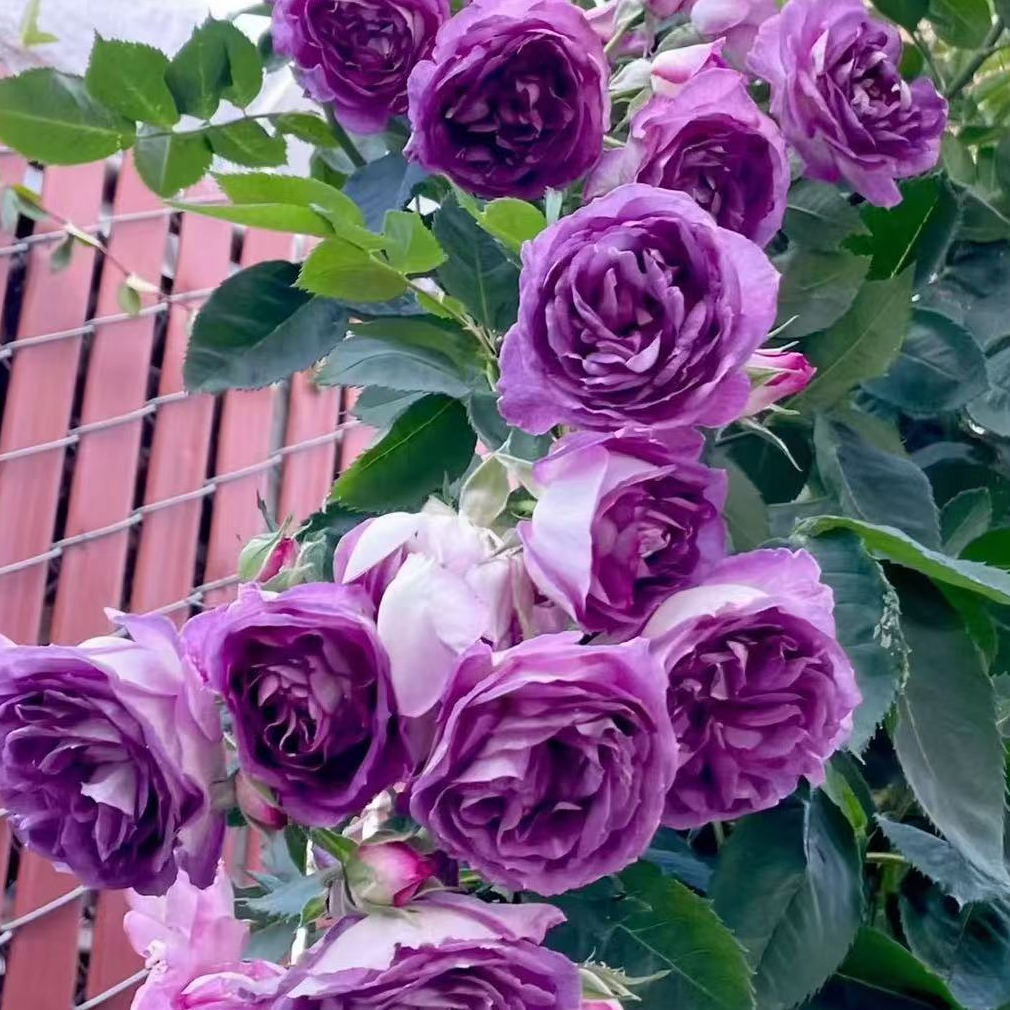 【3颗包邮】爬藤月季阳台小杯苗爬藤修建月季花苗大花浓香庭院四季