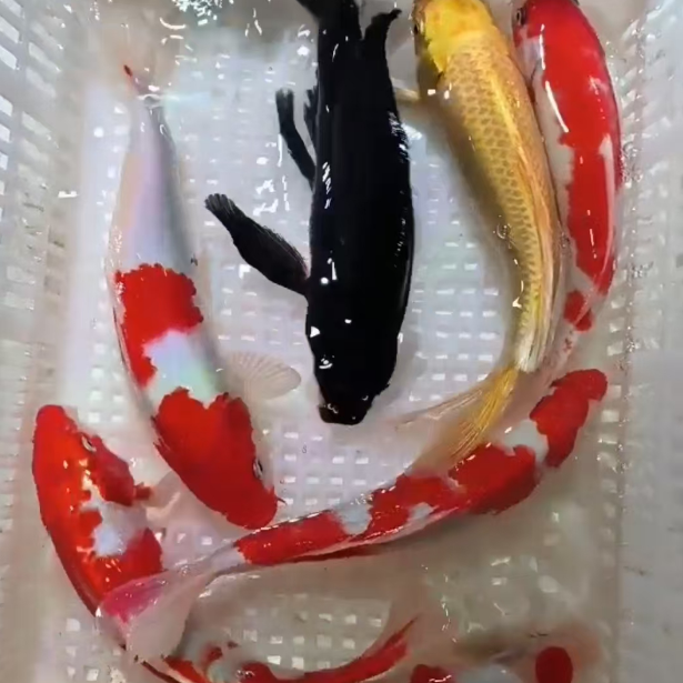 福福锦鲤直播间一物一拍录开箱视频严格操作入缸入池步骤