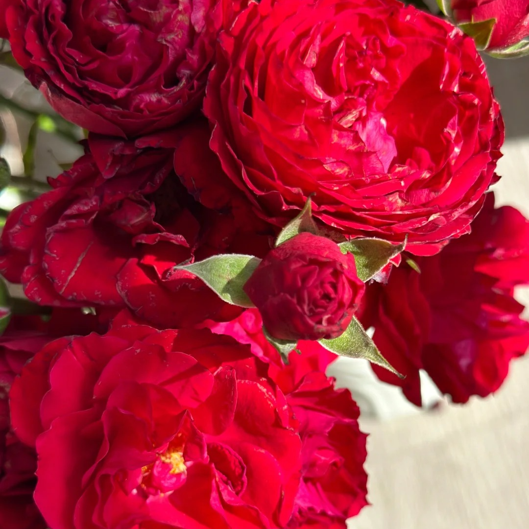 多头石榴裙，1单包邮，2单升级顺丰或者京东，距离远的发德邦