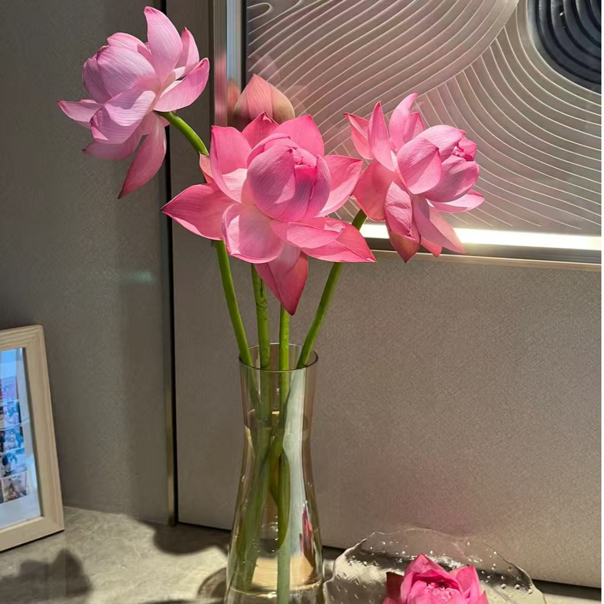 【一品花集】映日【荷花】别样红——小重瓣荷花