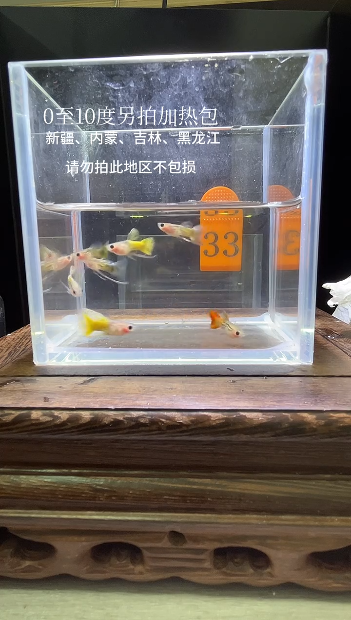 孔雀鱼杂袍长公33