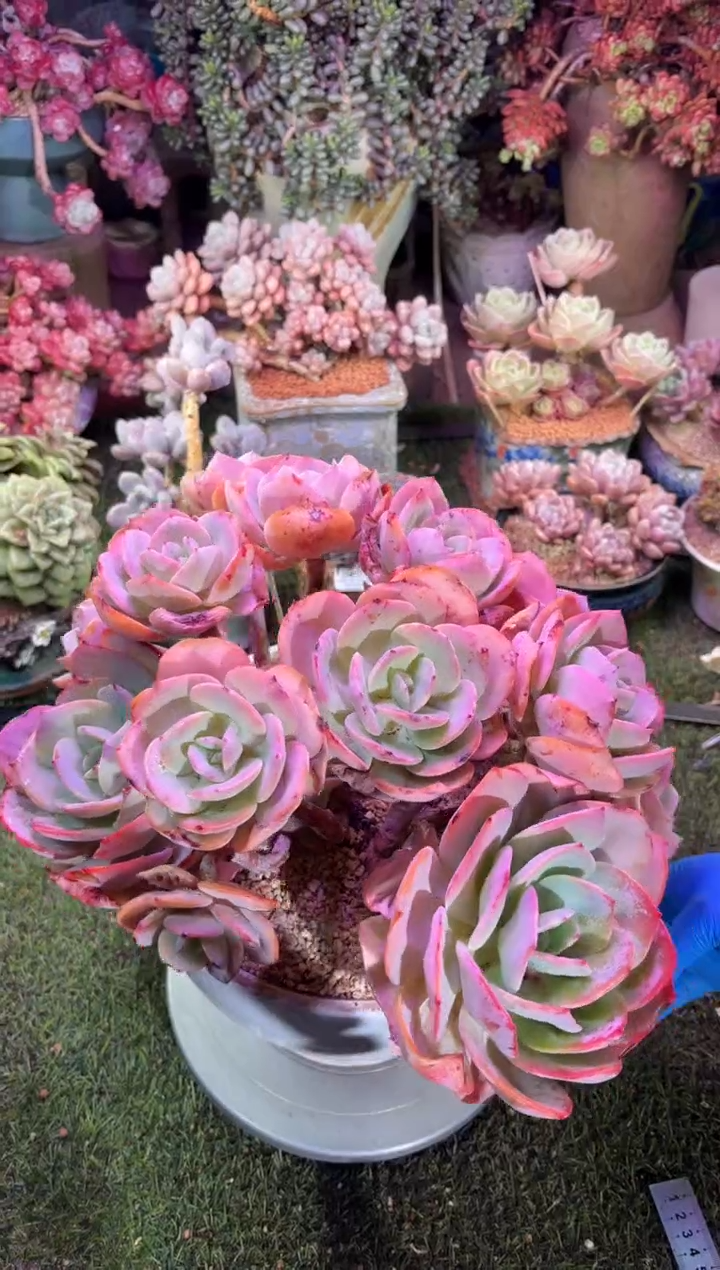 【闪购商品】04342