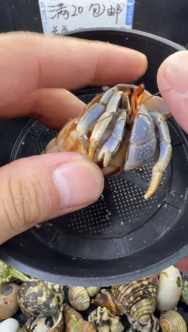 两口左右深紫一只，不包全品