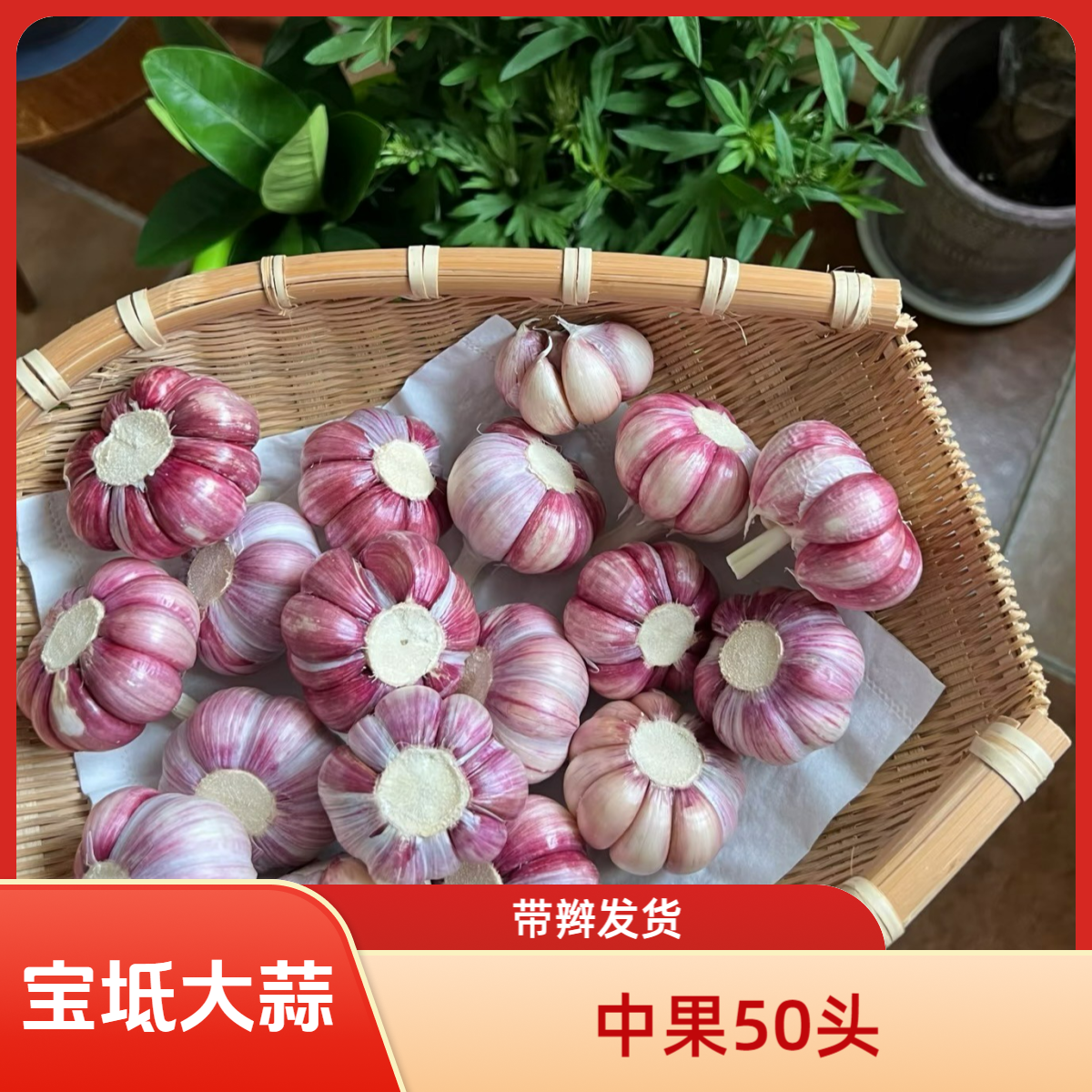 【中果】天津宝坻紫皮大蒜六瓣红中果50头一辫子直径3厘米