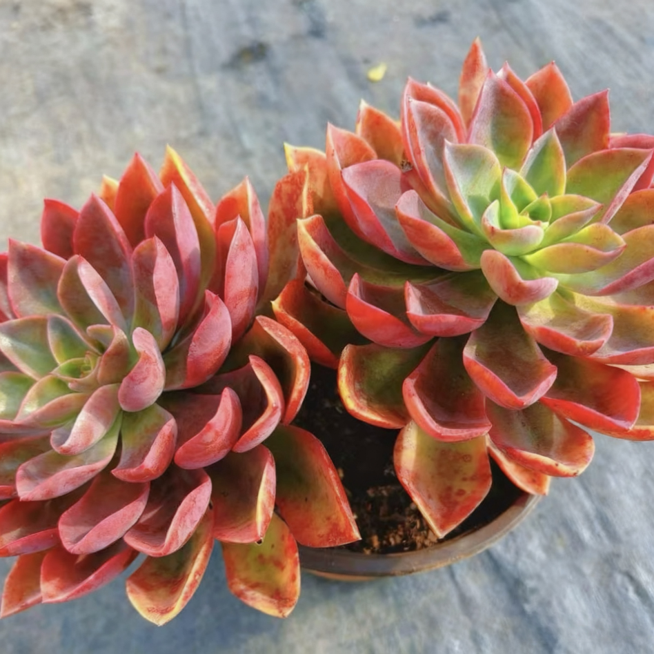 【琼斯】180杯 新手推荐好养带盆带土阳台盆栽家庭绿植