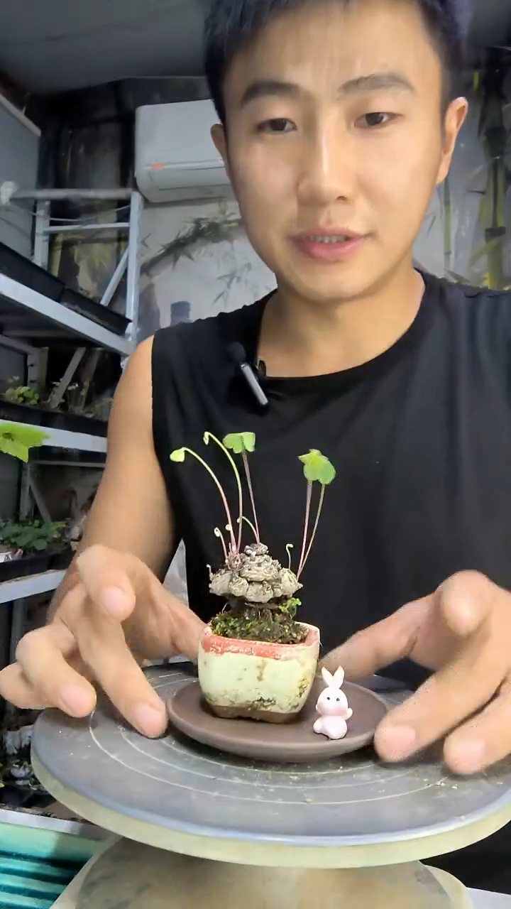 良中青园艺一物一拍91