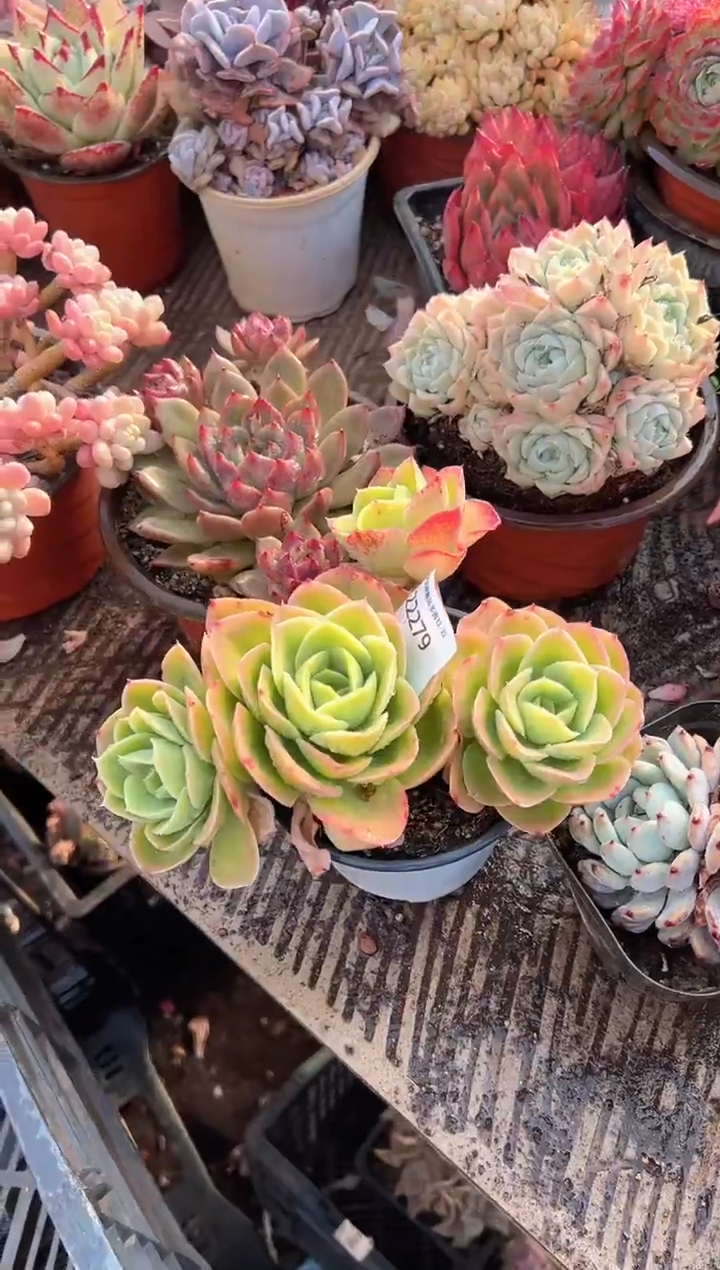 ￴****啦阿迷洲多肉花卉22279