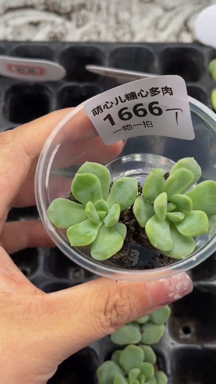 1666 t多肉植物多肉植物
