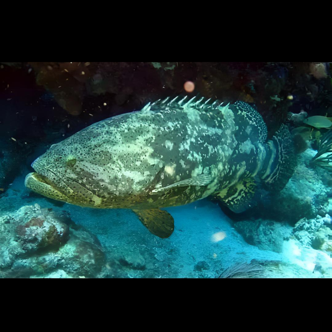 龙趸石斑观赏海水鱼不含运费