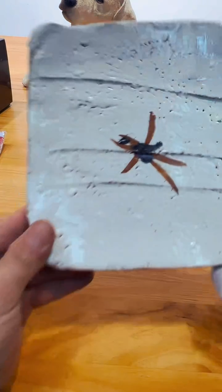 【闪购商品】瓷片a172好好好好好好