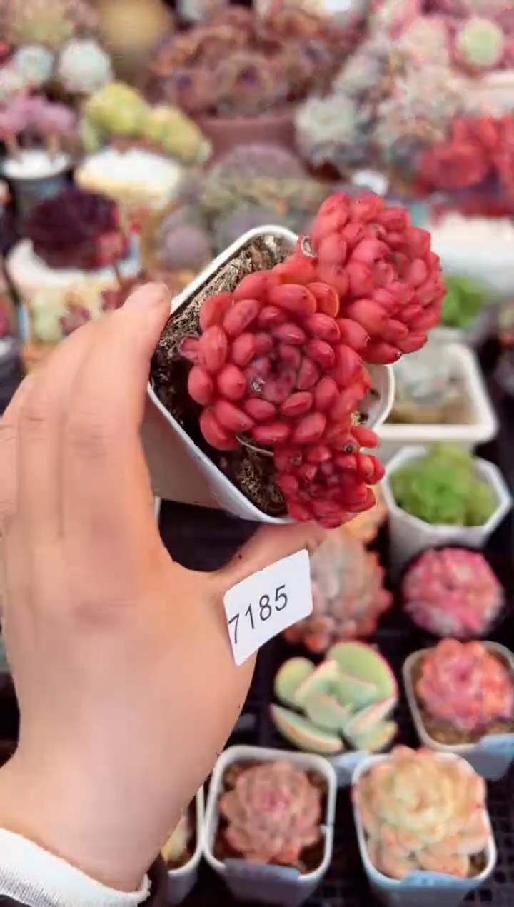 【闪购商品】7185红宝石多肉